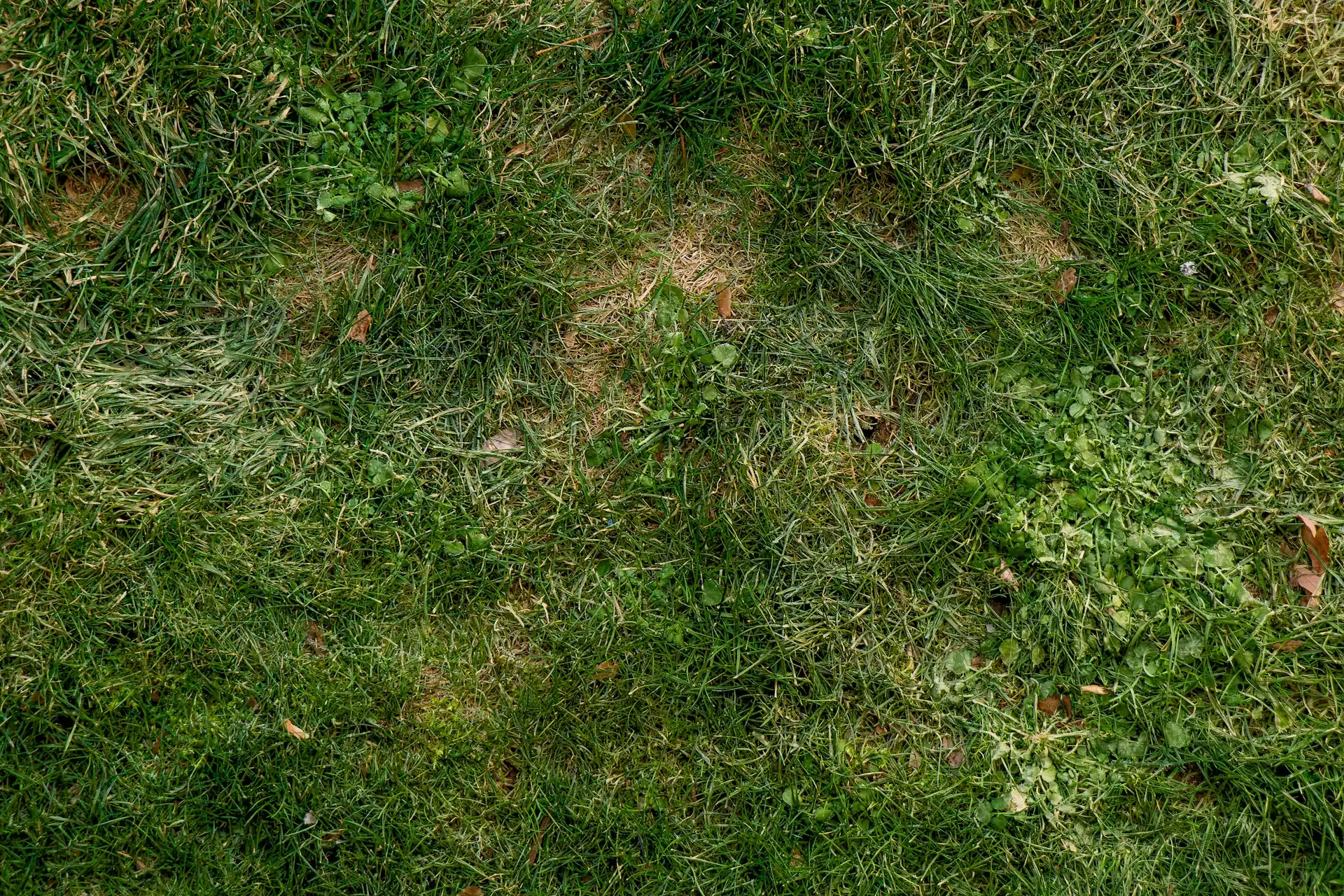 Before, lawn at the start of the visit