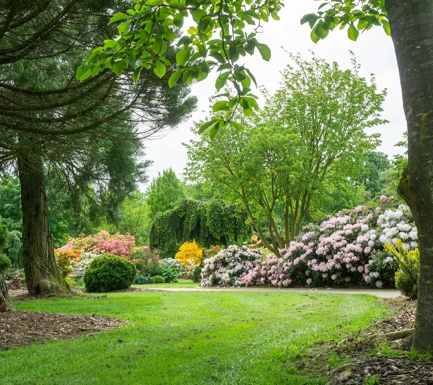 A landscaped front yard with mature shade trees and a flowering border in front of a Victorian-era home, viewed through a white picket fence.